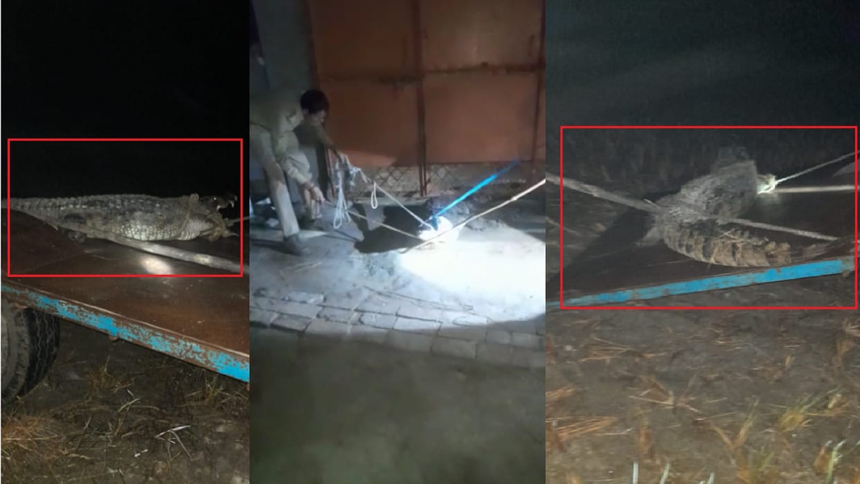 Unique case: Crocodile entered a house in Hastinapur of Meerut