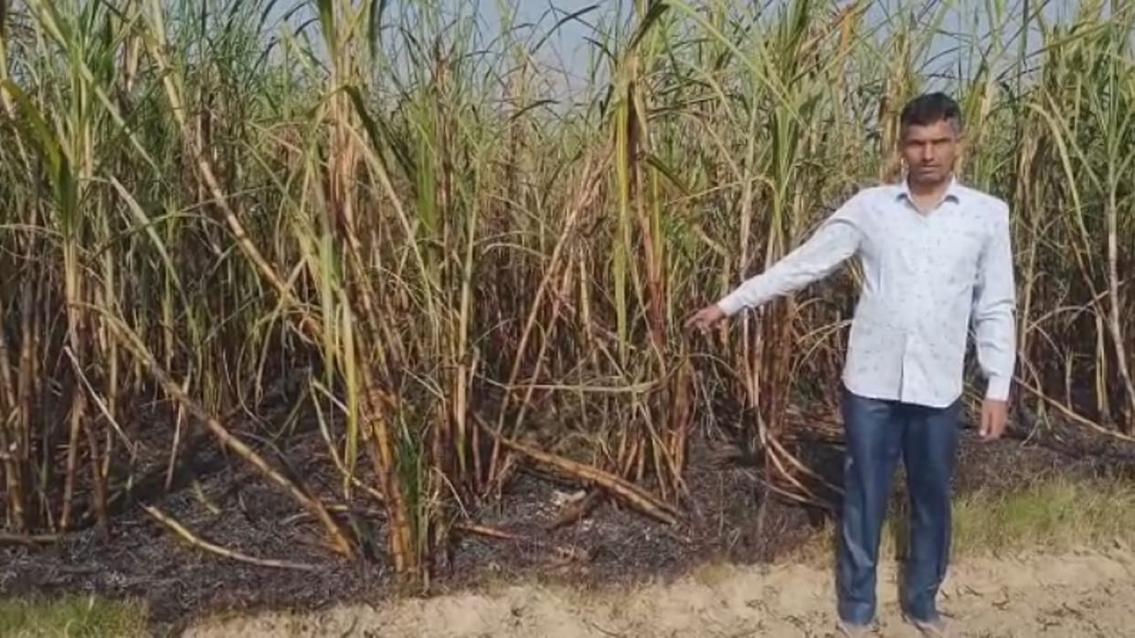 Shamli: Sugarcane crop caught fire under suspicious circumstances, loss of five lakhs