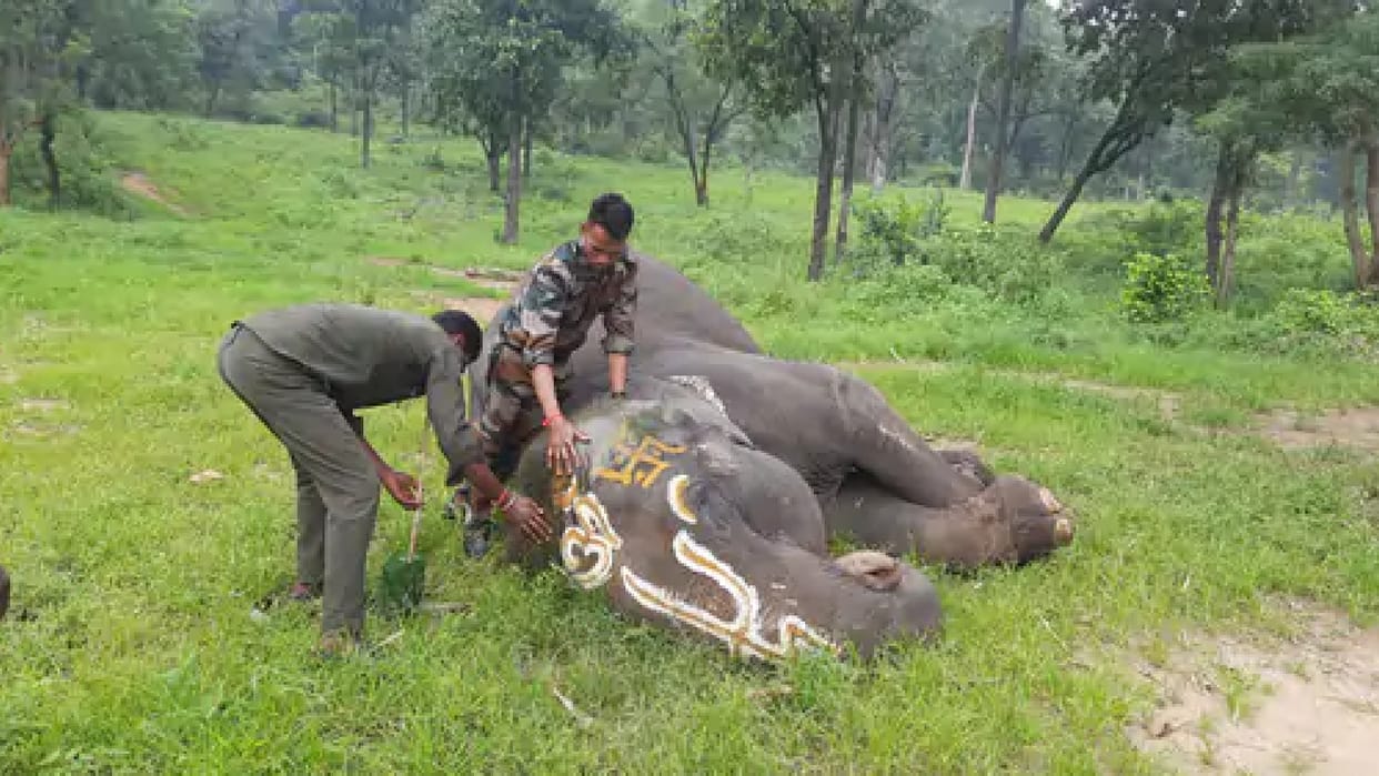 15 elephants are coming from Karnataka to Madhya Pradesh preparing to host new guests Forest department