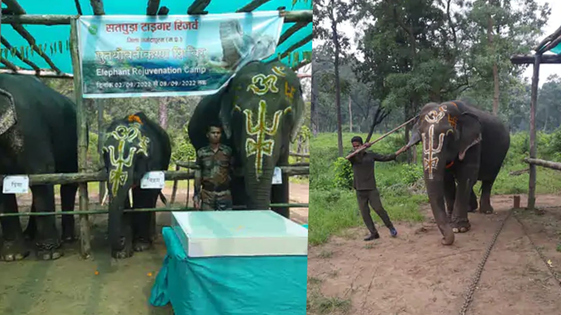 15 elephants are coming from Karnataka to Madhya Pradesh preparing to host new guests Forest department