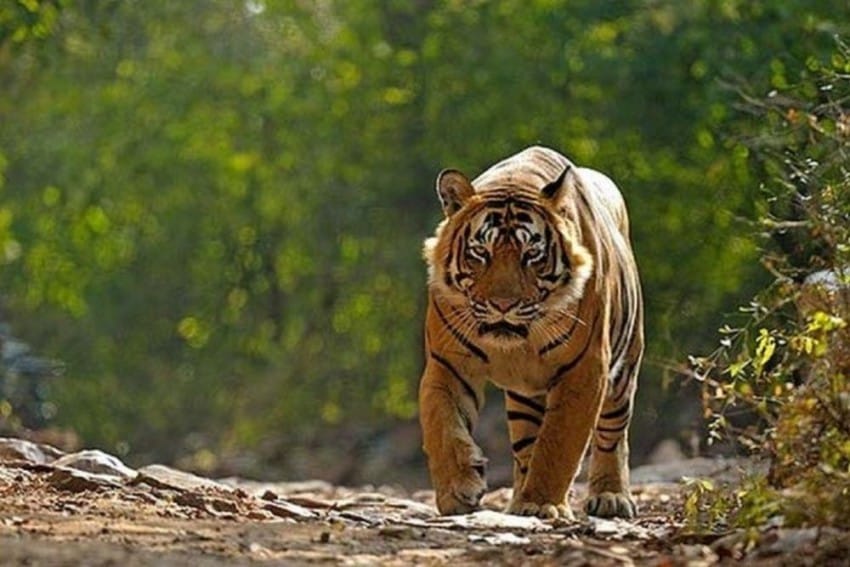 Tiger trapped in Brahmaputra river took shelter between narrow rocks forest dept conduct rescue operation