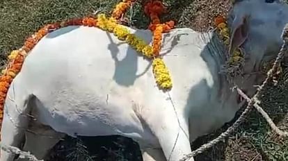Hathras News: कीड़े मारने की दवा से बिगड़ी गायों की हालत, एक गाय मरी condition of cows deteriorated due to the use of insecticide