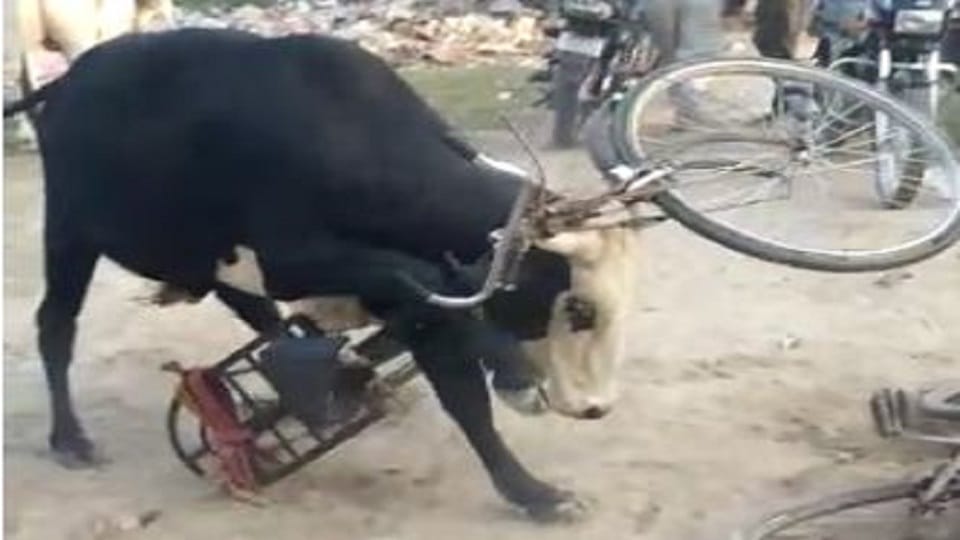 Cycle stuck in bull neck in agra