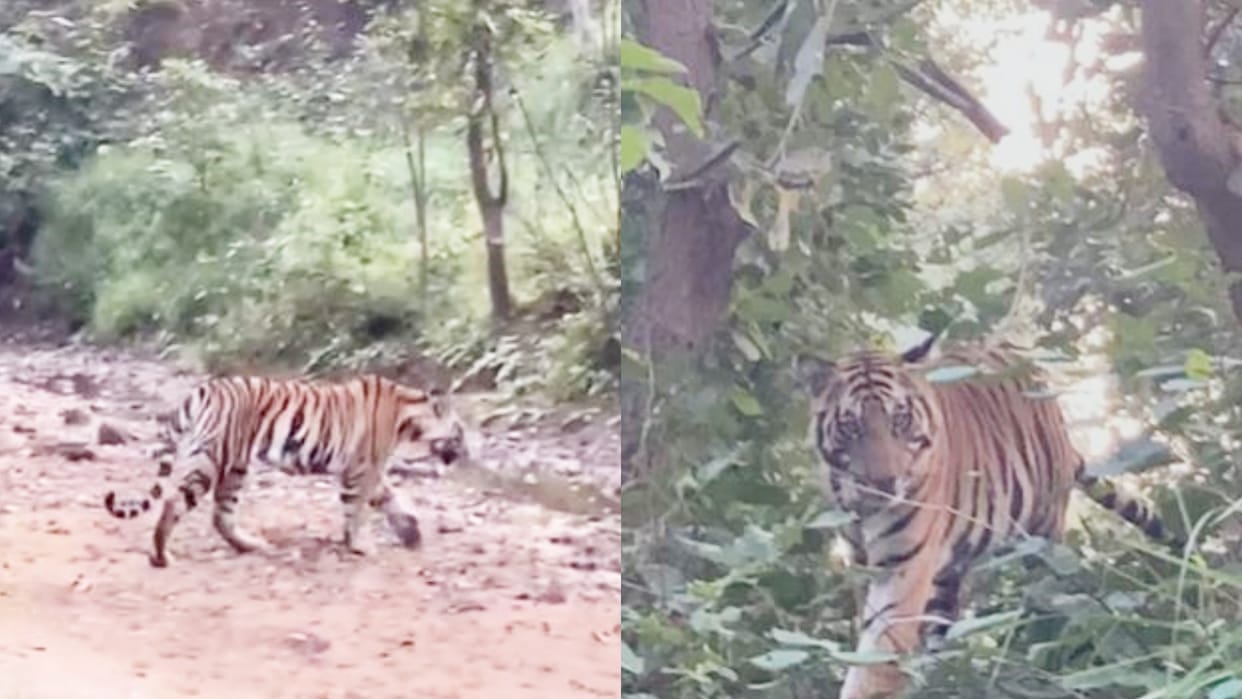 Bandhavgarh Tiger Reserve Tourists excited to see tigress buffer female and cub in Umaria