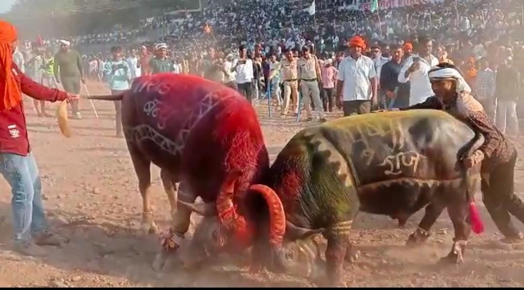 MP News: Buffalos fight in Shahpur, Burhanpur the next day of Diwali