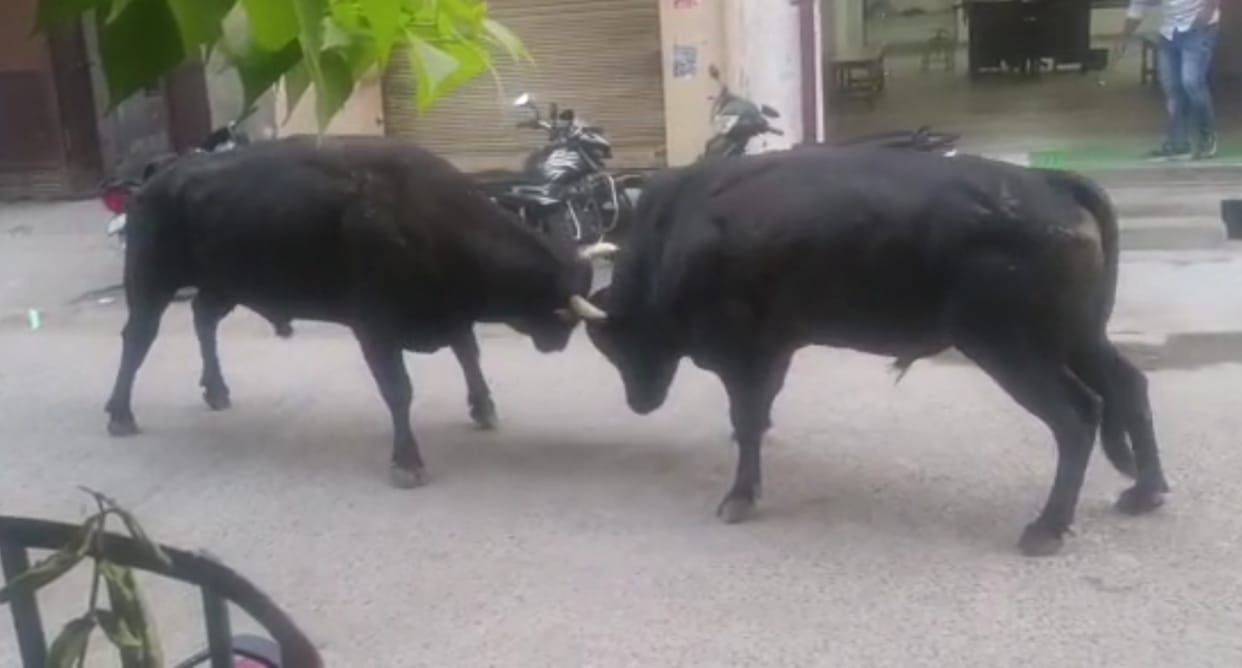Bull terror growing in the city