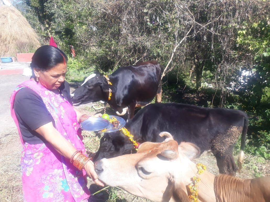 Gauvansh worshiped on Govardhan festival