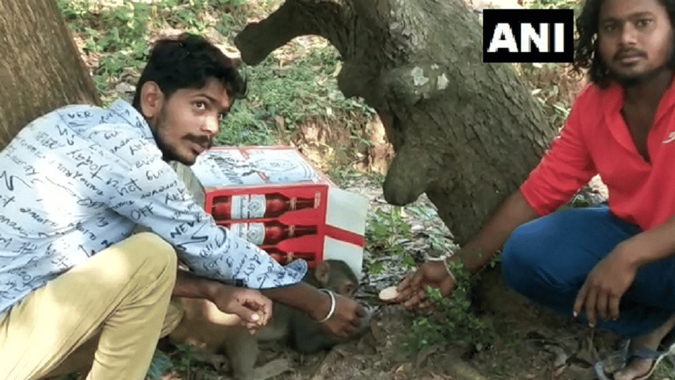 Andhra Pradesh: Carcasses of monkeys found in a forest area in Srikakulam district, locals allege poisoning