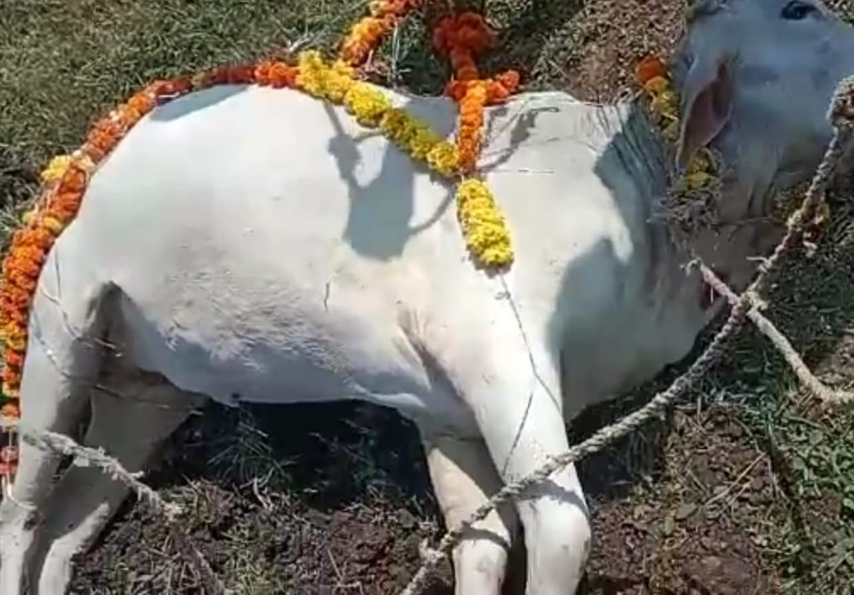 A cow suspected of Lumpy virus died in Pandhurna Chhindwara