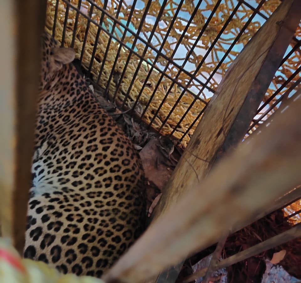 lepard,gonda,cage for leopard,dm awas