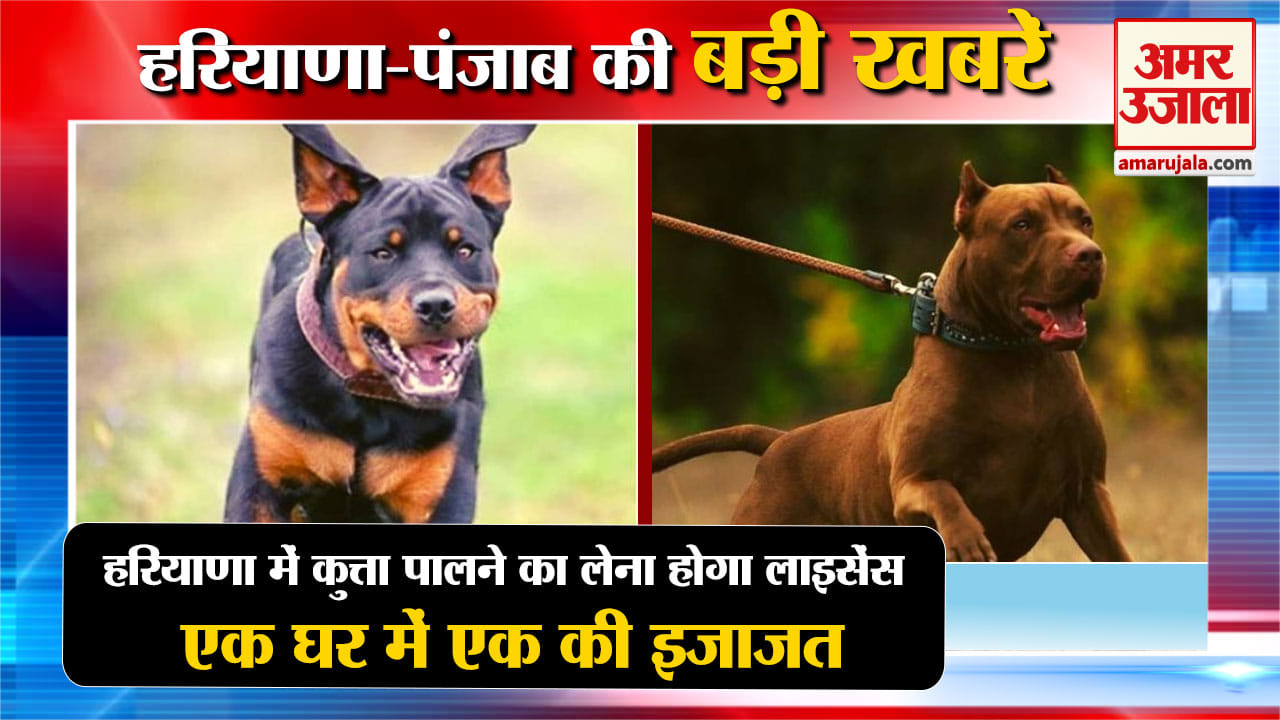 हरियाणा न्यूज