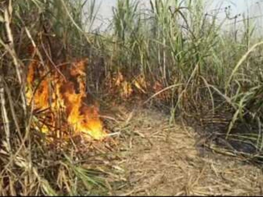 15 bigha cane destroyed by dilapidated power line