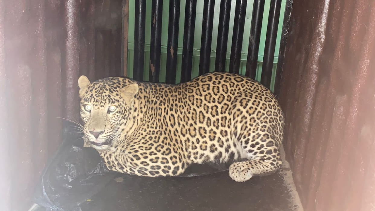 Mumbai: Toddler attacked, killed by leopard at Aarey colony