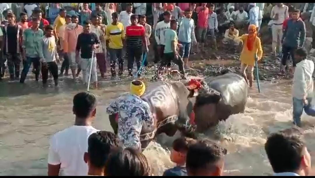 MP News: Buffalos fight in Shahpur, Burhanpur the next day of Diwali