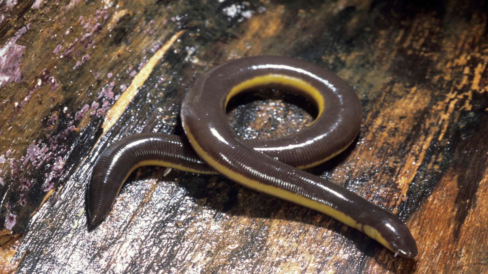 Research: Vocal communication originated over 400 million years ago