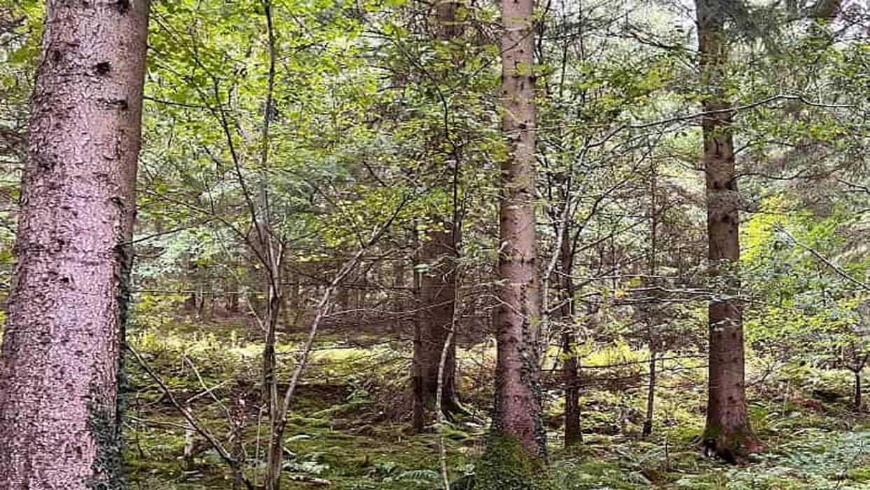 Optical Illusion: Can you find the Dog in the Forest within 15 seconds IQ Tes Puzzles