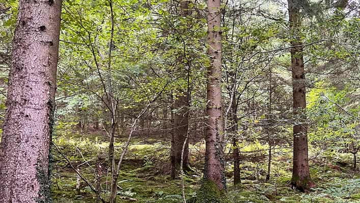 Forest panchayats in Uttarakhand Got right of forest produce Dehradn news in hindi