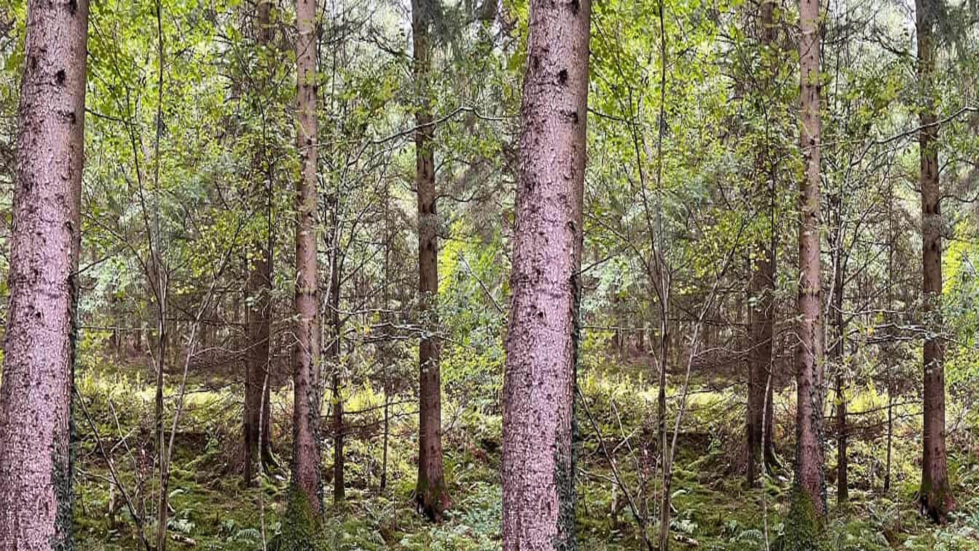 Optical Illusion: Can you find the Dog in the Forest within 15 seconds IQ Tes Puzzles