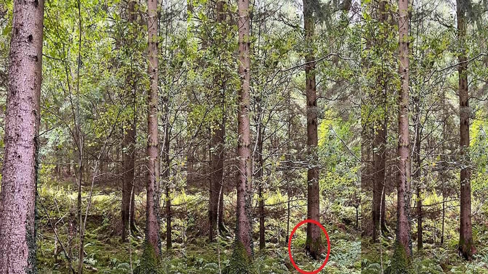 Optical Illusion: Can you find the Dog in the Forest within 15 seconds IQ Tes Puzzles