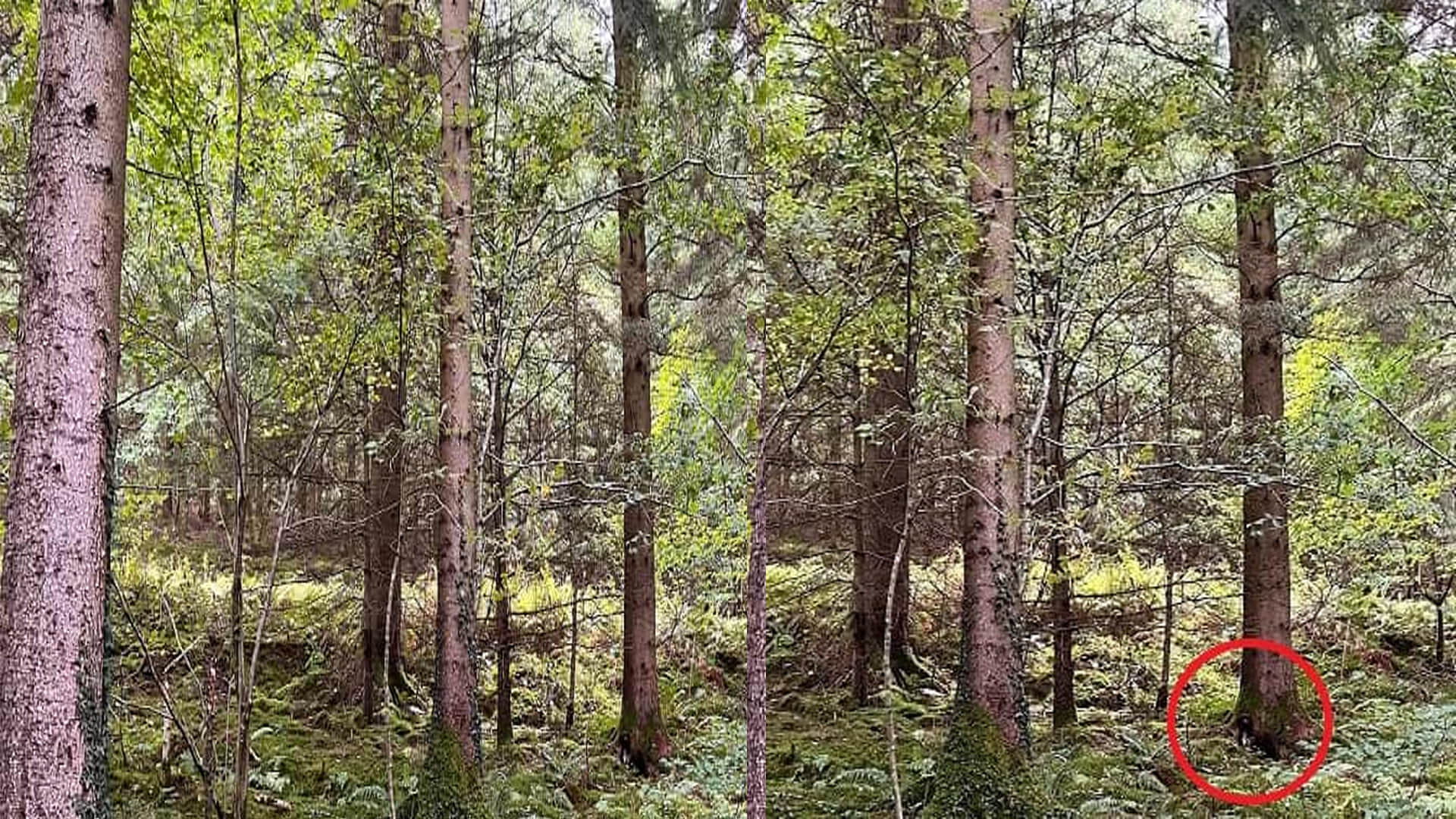 Optical Illusion: Can you find the Dog in the Forest within 15 seconds IQ Tes Puzzles