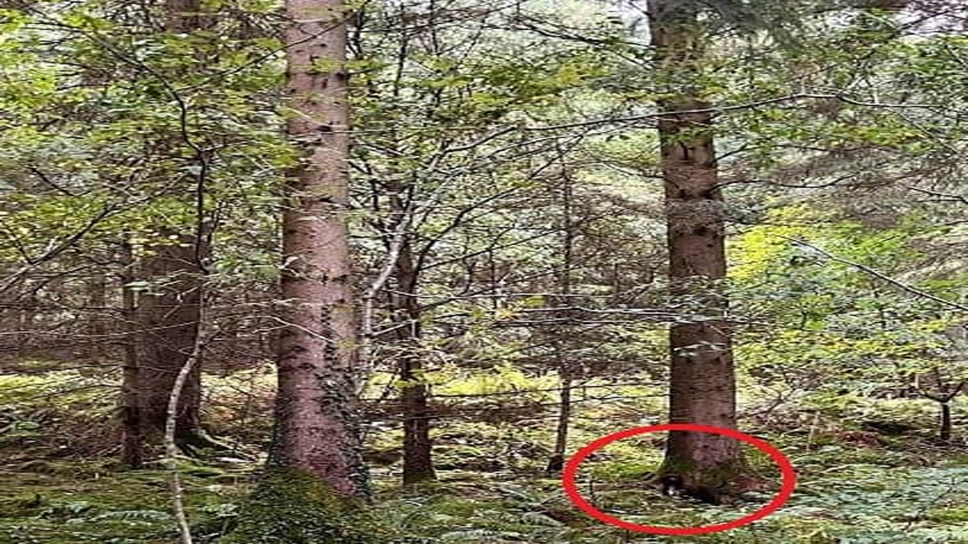 Optical Illusion: Can you find the Dog in the Forest within 15 seconds IQ Tes Puzzles
