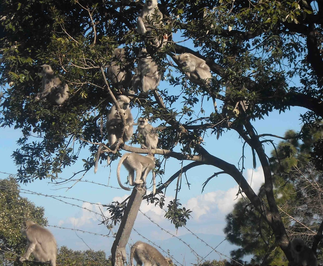 Monkeys and Apes Causes Disturbances
