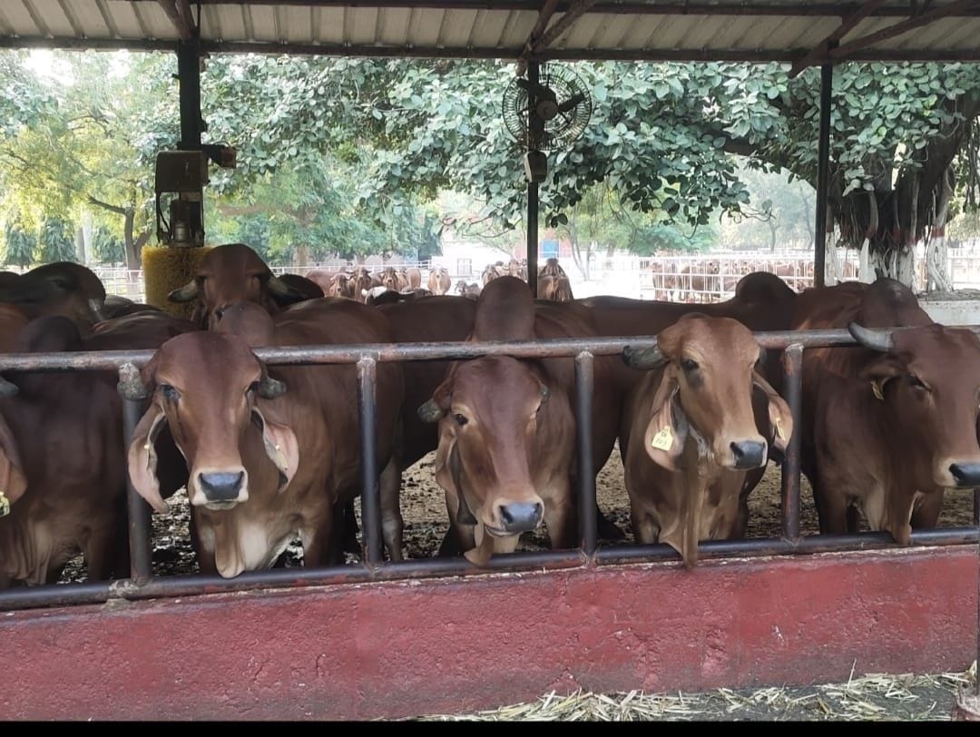 How much effect of solar eclipse on indigenous cows, NDRI started research