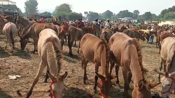 MP News Satna Chitrakoot Donkey Mela, Salman Donkey For Sale in Rupees One Lakh only