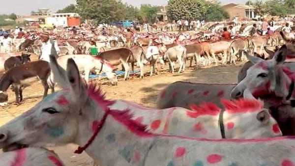 MP News Satna Chitrakoot Donkey Mela, Salman Donkey For Sale in Rupees One Lakh only