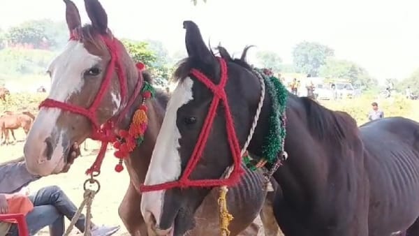 MP News Satna Chitrakoot Donkey Mela, Salman Donkey For Sale in Rupees One Lakh only