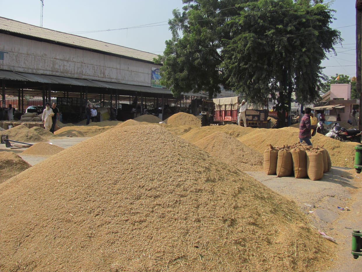 Paddy arrives in grain markets after four days, sold hand-in-hand