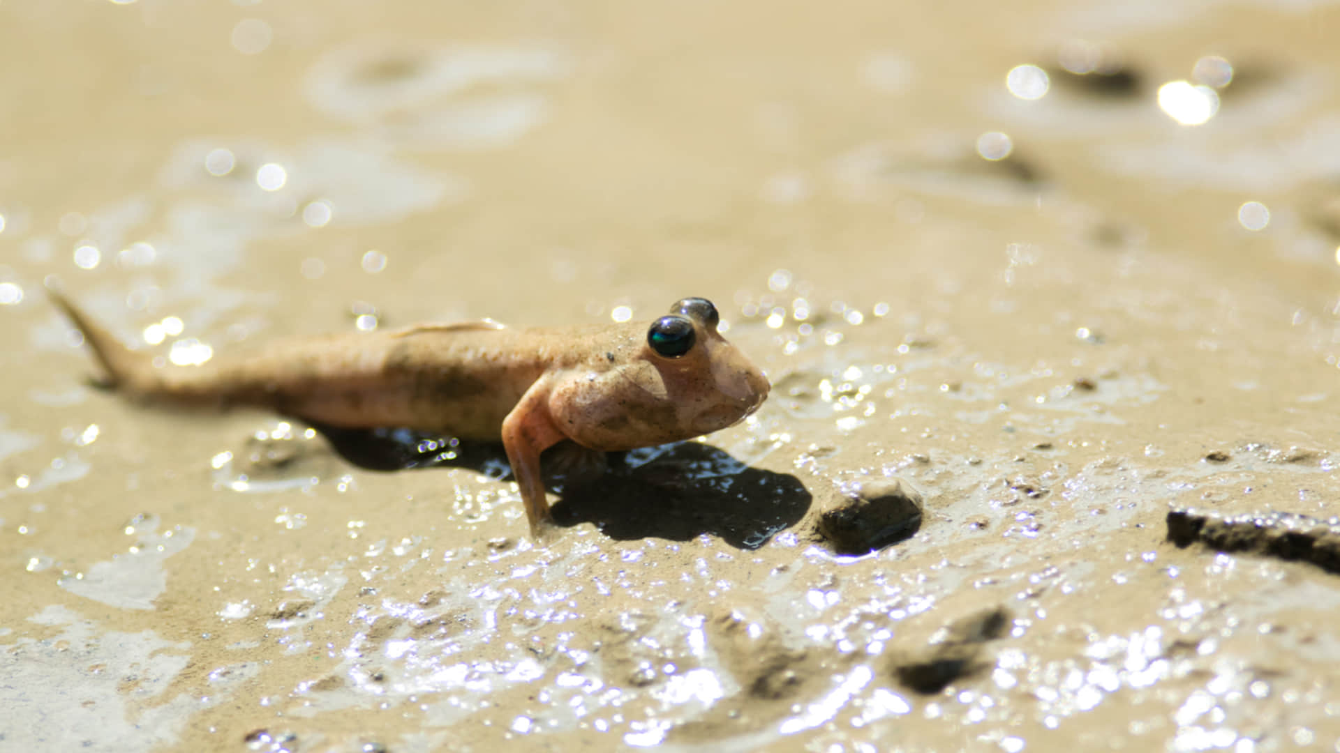Research: Vocal communication originated over 400 million years ago
