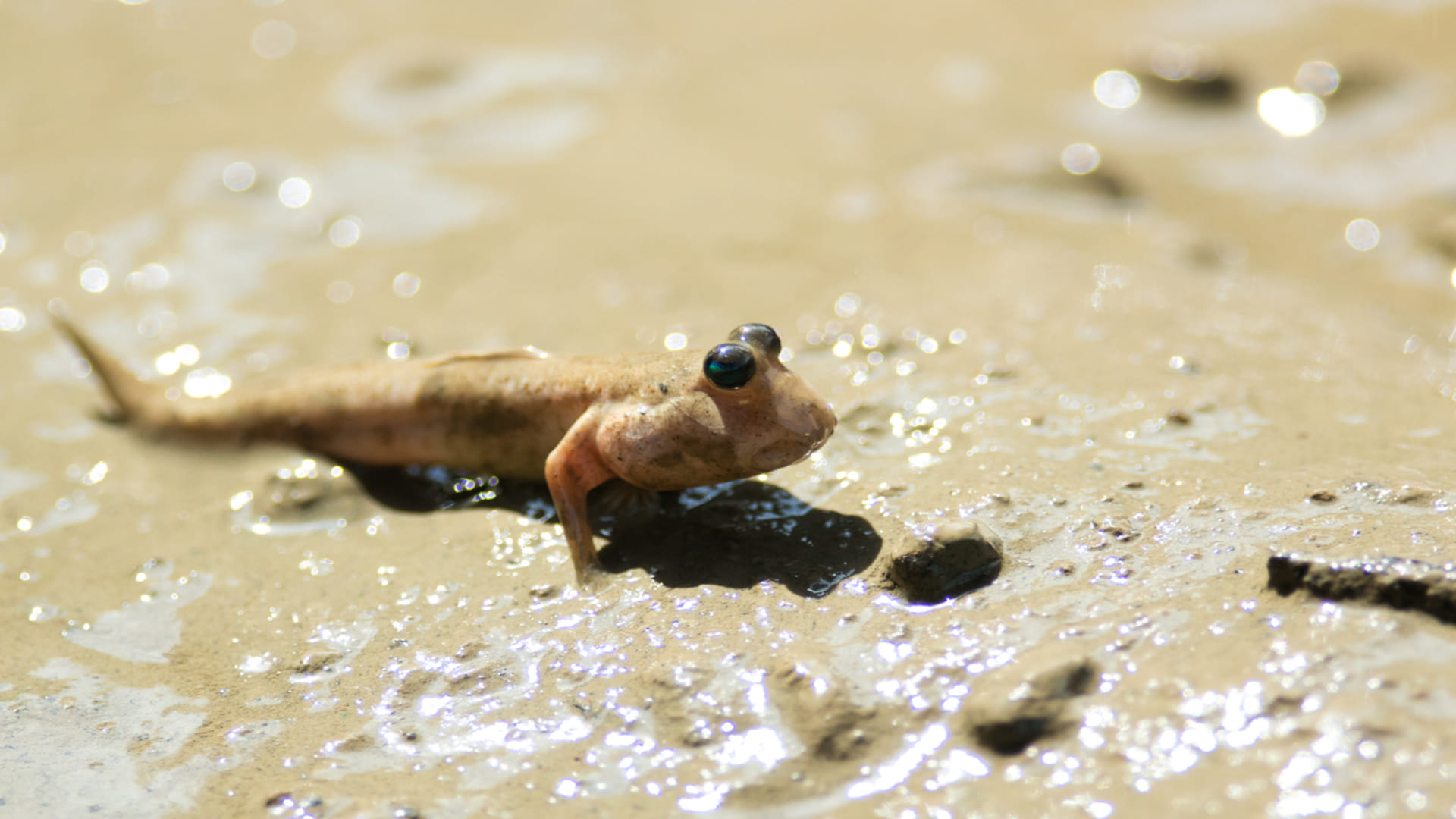 Research: Vocal communication originated over 400 million years ago