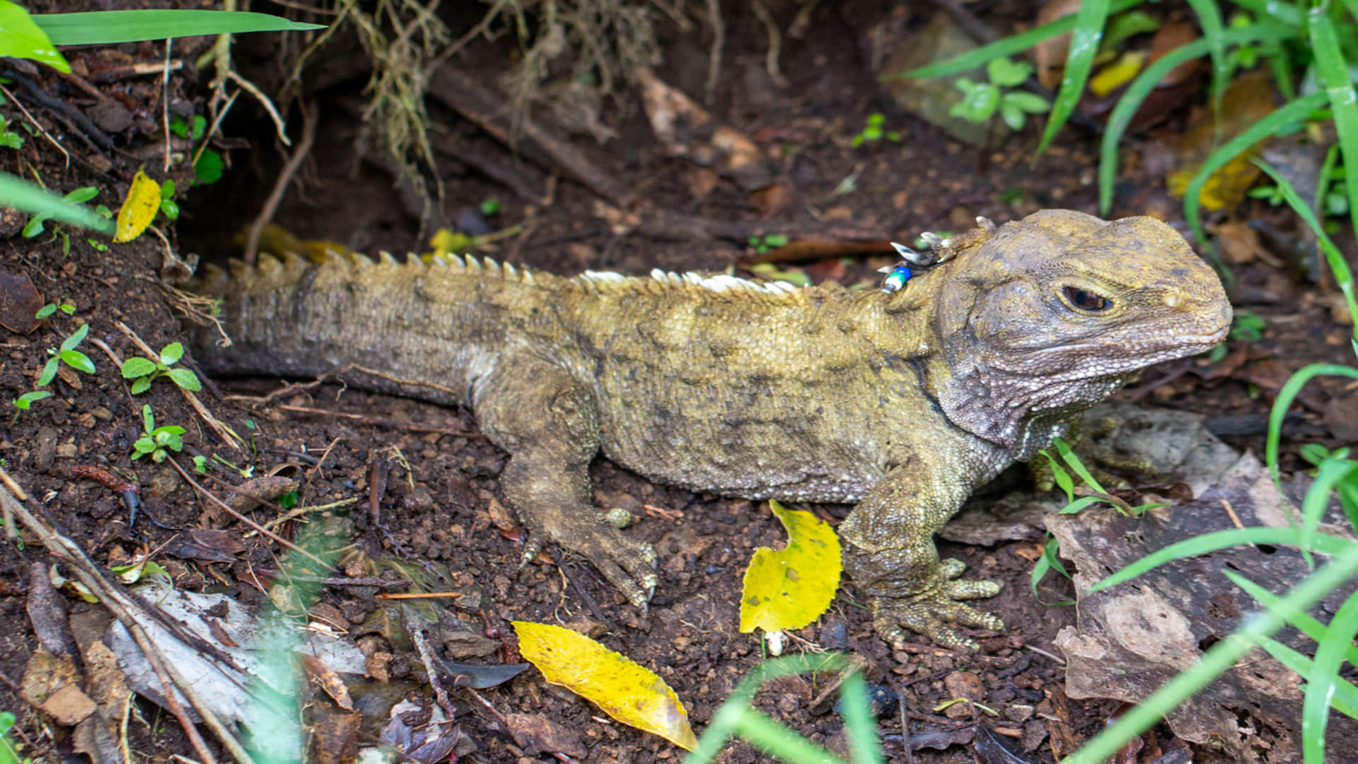 Research: Vocal communication originated over 400 million years ago
