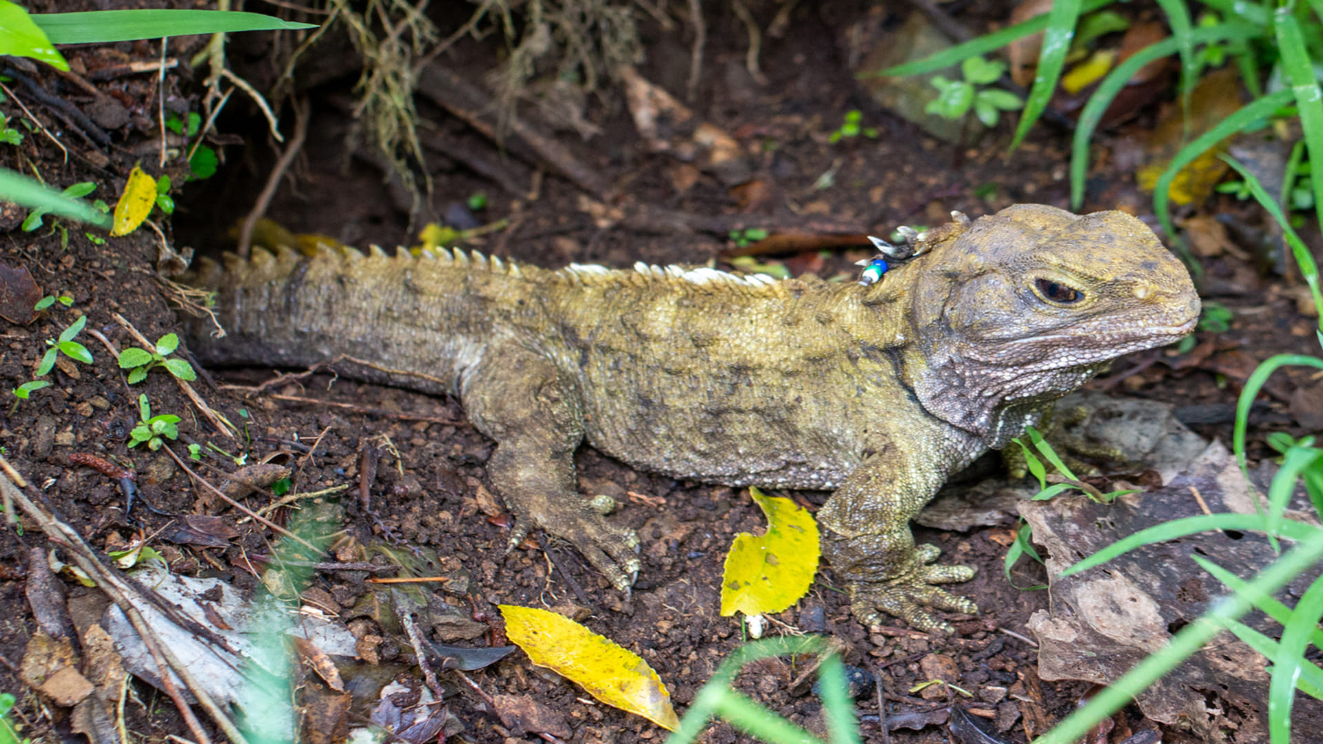 Research: Vocal communication originated over 400 million years ago