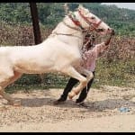 घोड़ा बादल