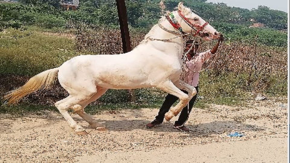 price of Amazing, horse badal is equal to a luxury car eats cashew-almonds specialties are also amazing