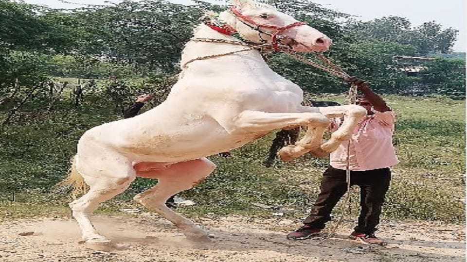 price of Amazing, horse badal is equal to a luxury car eats cashew-almonds specialties are also amazing