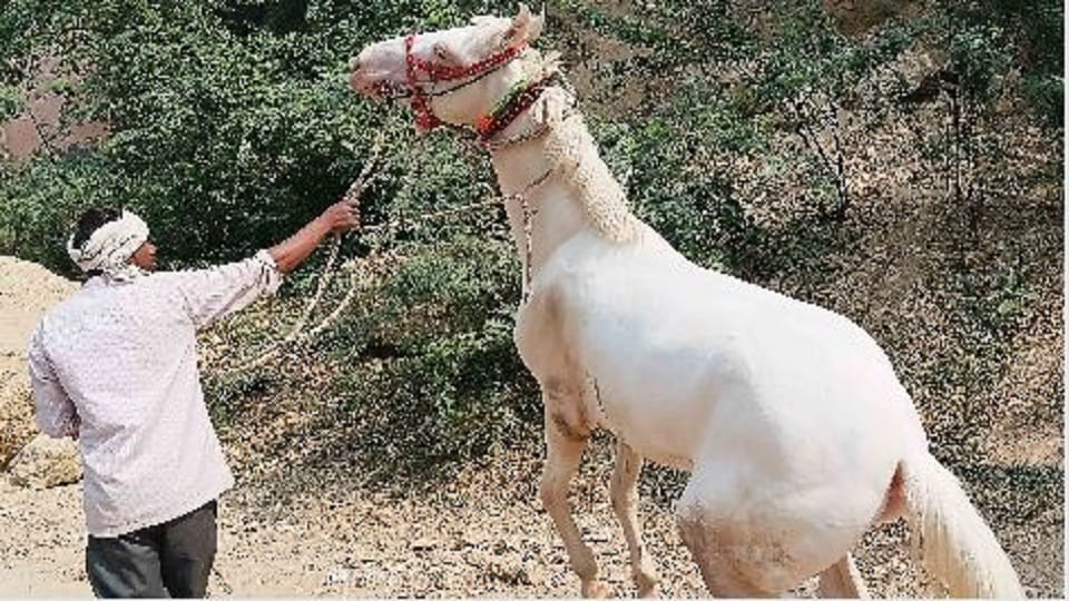 price of Amazing, horse badal is equal to a luxury car eats cashew-almonds specialties are also amazing