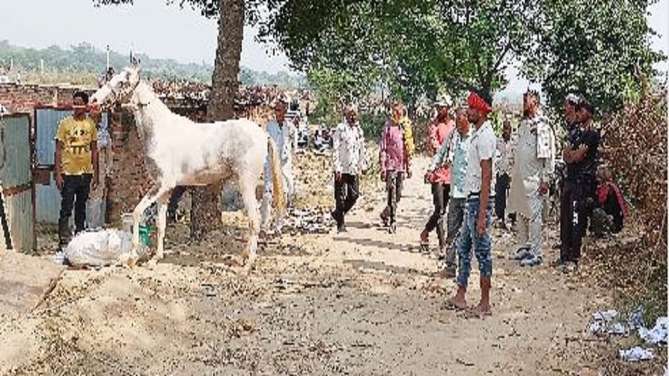 price of Amazing, horse badal is equal to a luxury car eats cashew-almonds specialties are also amazing