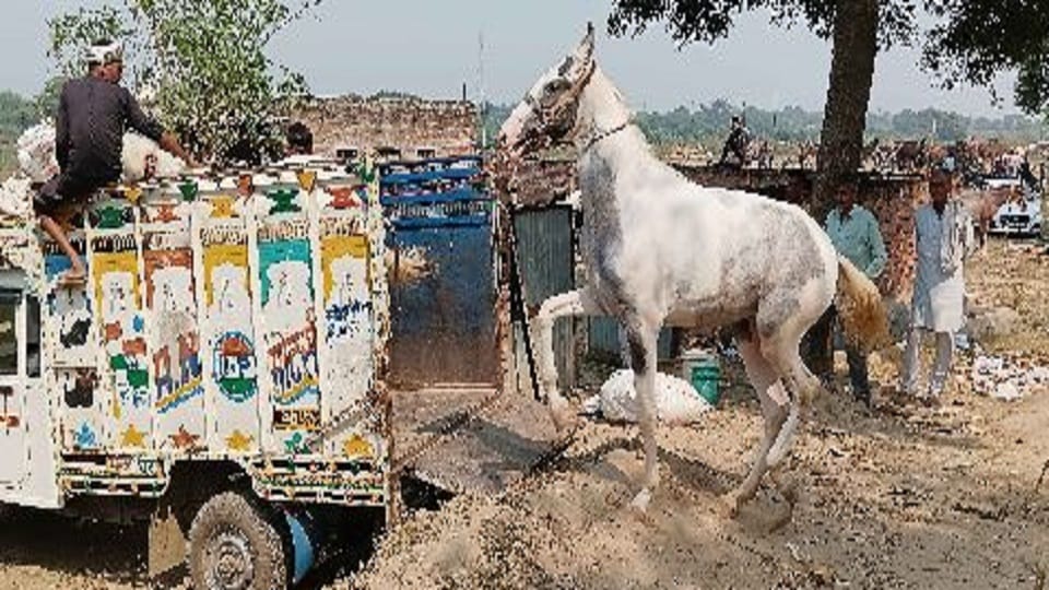 price of Amazing, horse badal is equal to a luxury car eats cashew-almonds specialties are also amazing