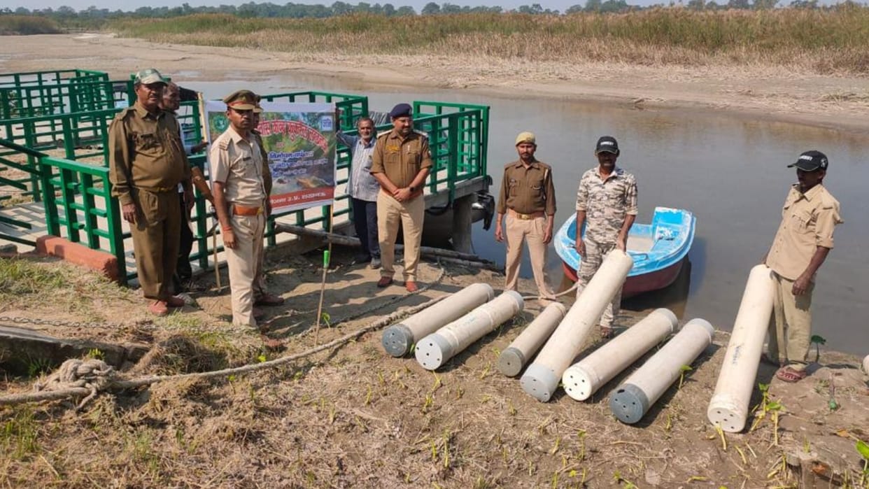 120 crocodiles released in gerua river in Bahraich.