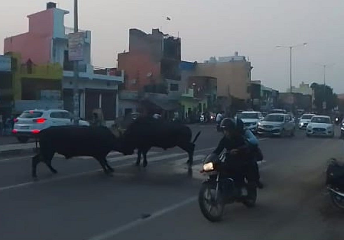 Bulls clashed on Delhi-Saharanpur highway, got jammed