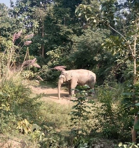 Elephants reached near the fields, villagers worried