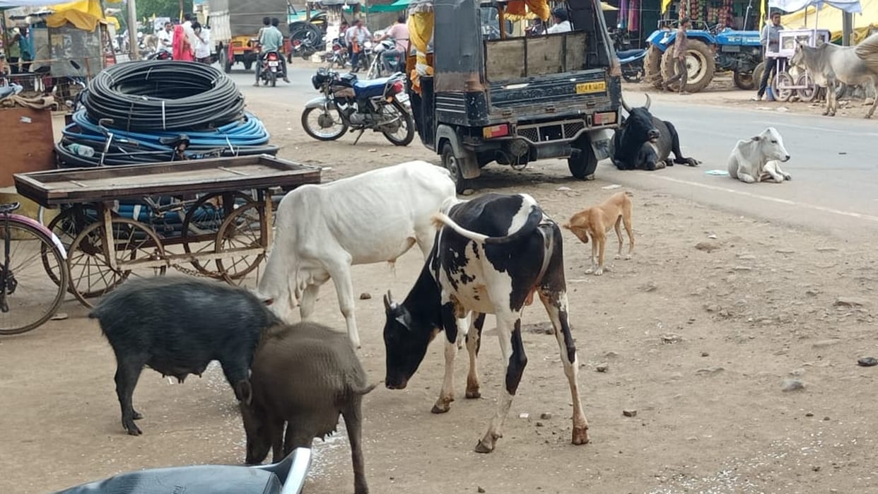 Pig terror in Chhatarpur Bakswaha even after complaining, officials are careless
