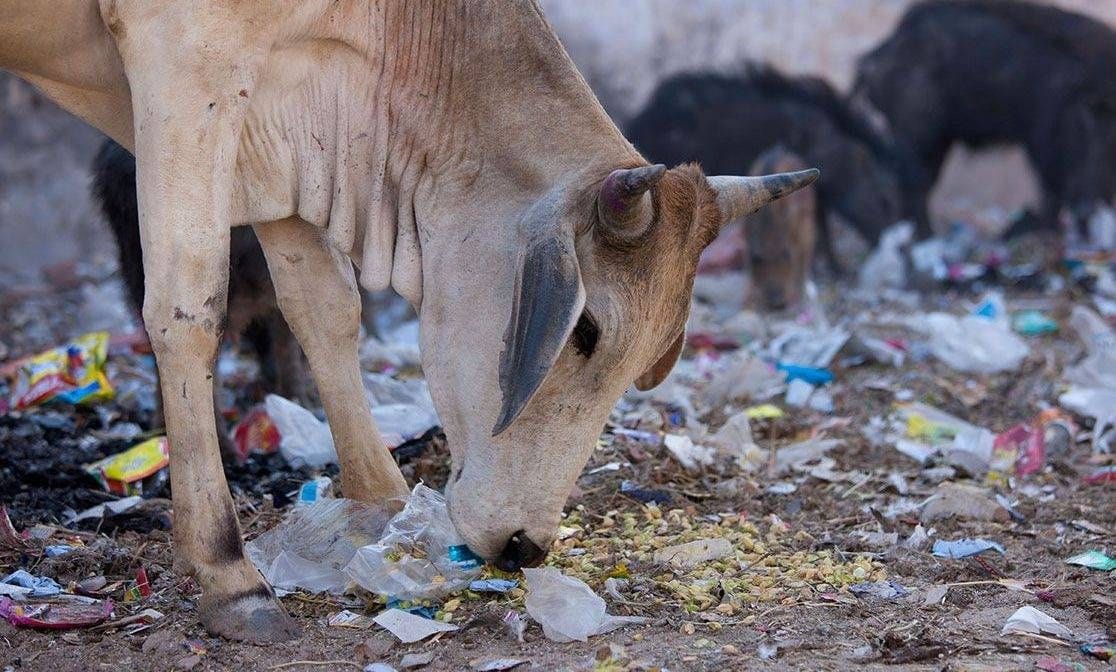 Garbage accumulated in city for nine days, foul smell on the rise
