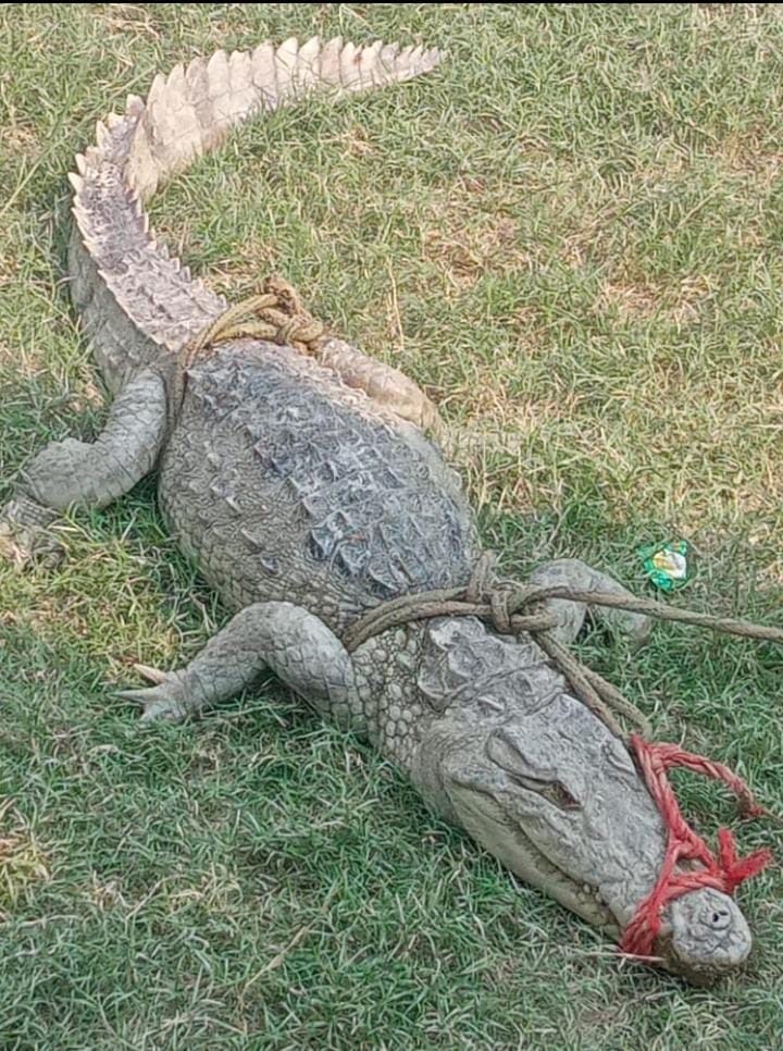 crocodile,gonda