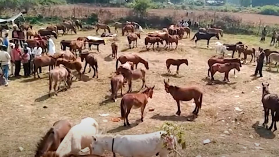 MP News: Donkeys fair in Satna, mules sold more expensive than donkeys