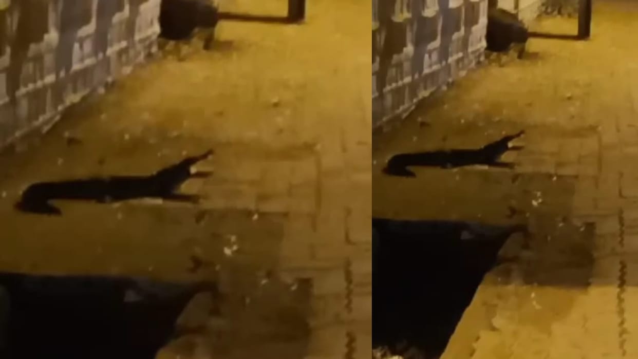 Crocodile was seen roaming near the gate of Shivpuri Collector Kothi people panic due to continuous incidents