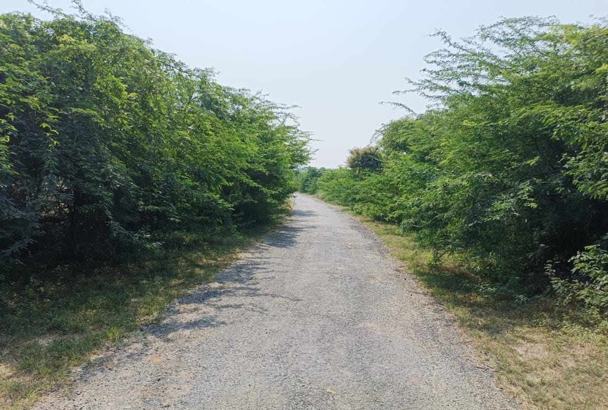 Road covered with bushes, danger of accidents